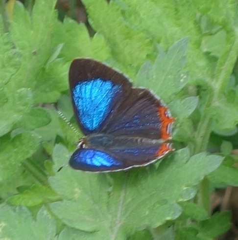Eastern Azure Sapphire
