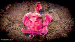 Rhinopias eschmeyeri