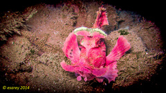 Rhinopias eschmeyeri