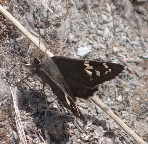Lobocla germanus