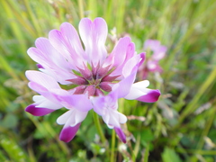 Astragalus sinicus