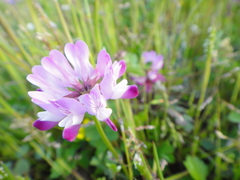 Astragalus sinicus