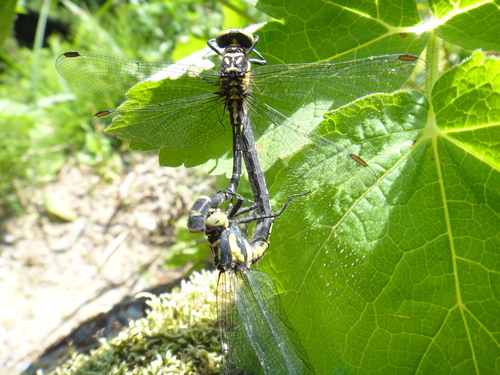 Lanthus fujiacus