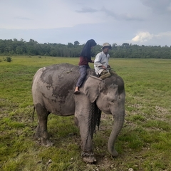 Elephas maximus sumatranus