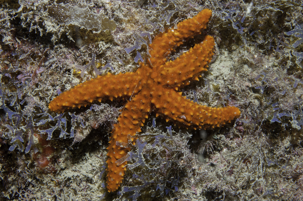 Brazilian red sea star