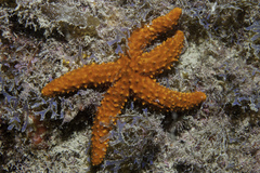Brazilian red sea star