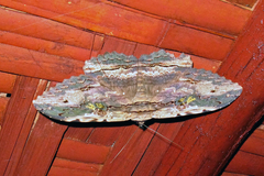 Anisoneura aluco