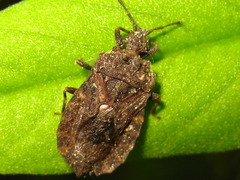 Usingerida verrucigera