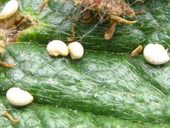 Potentilla fragarioides