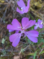Clarkia biloba brandegeeae