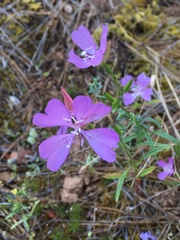 Clarkia biloba brandegeeae