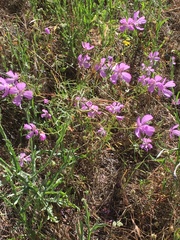 Clarkia biloba brandegeeae