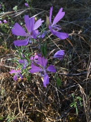 Clarkia biloba brandegeeae