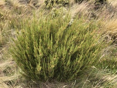 Dracophyllum acerosum