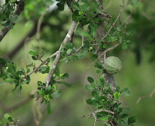 Bushveld Gardenia (Gardenia volkensii)