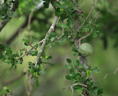 Wild Gardenia (Gardenia volkensii)