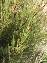 Dracophyllum acerosum