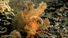 Rhinopias eschmeyeri