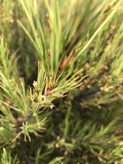 Dracophyllum acerosum