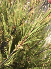 Dracophyllum acerosum