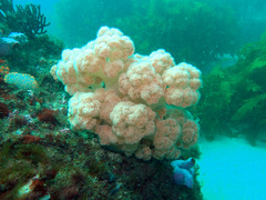 Dendronephthya australis