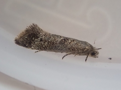 Tinea mochlota