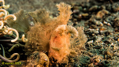 Rhinopias eschmeyeri