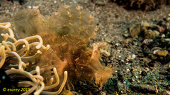 Rhinopias eschmeyeri