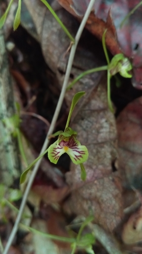 Eulophia spathulifera image