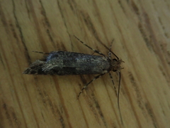 Archyala terranea