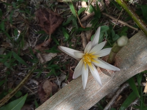 Nymphaea minuta image