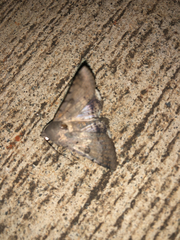 Pandesma anysa