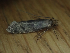 Archyala terranea