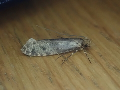 Archyala terranea