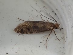 Archyala terranea
