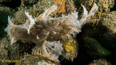 Rhinopias eschmeyeri