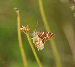 Chrysolarentia