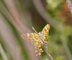 Chrysolarentia