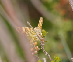 Chrysolarentia