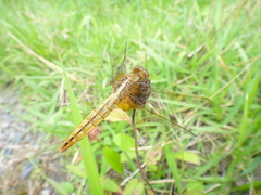 Crocothemis servilia mariannae