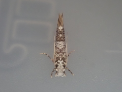 Eschatotypa derogatella