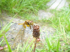 Crocothemis servilia mariannae