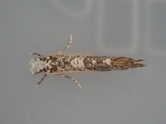 Eschatotypa derogatella