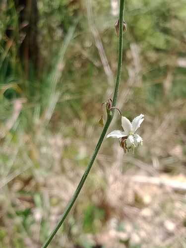 Image of Arthropodium glareosorum by (c) Carl Ramirez, some rights reserved (CC BY)