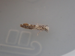 Eschatotypa derogatella