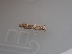 Eschatotypa derogatella
