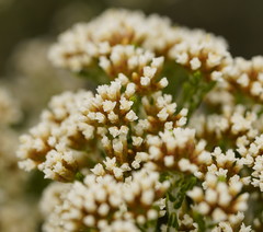 Ozothamnus cupressoides