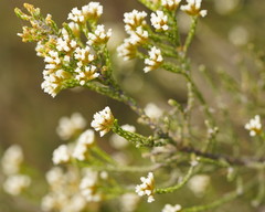 Ozothamnus cupressoides