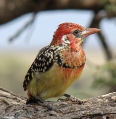 Trachyphonus erythrocephalus