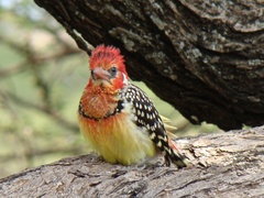 Trachyphonus erythrocephalus